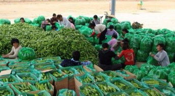 圖 廣州哪里有新鮮準時的有機蔬菜配送公司 廣州生活配送