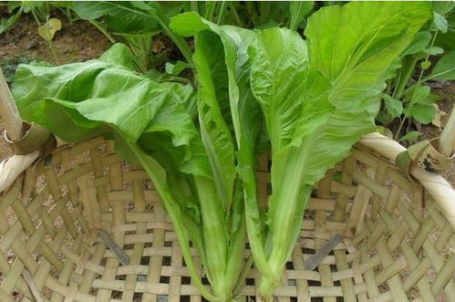 農村這種菜長得和小孩一般高 適合便秘者吃 你有沒有吃過呢